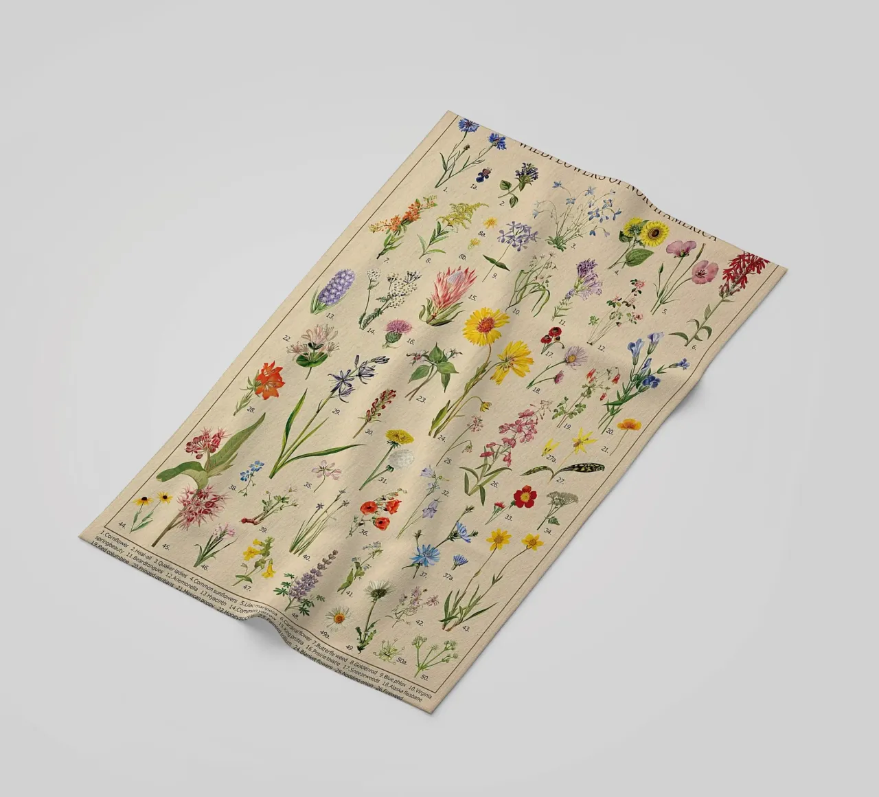 fiori selvatici botanici Nord America telo mare da Graham Robertson