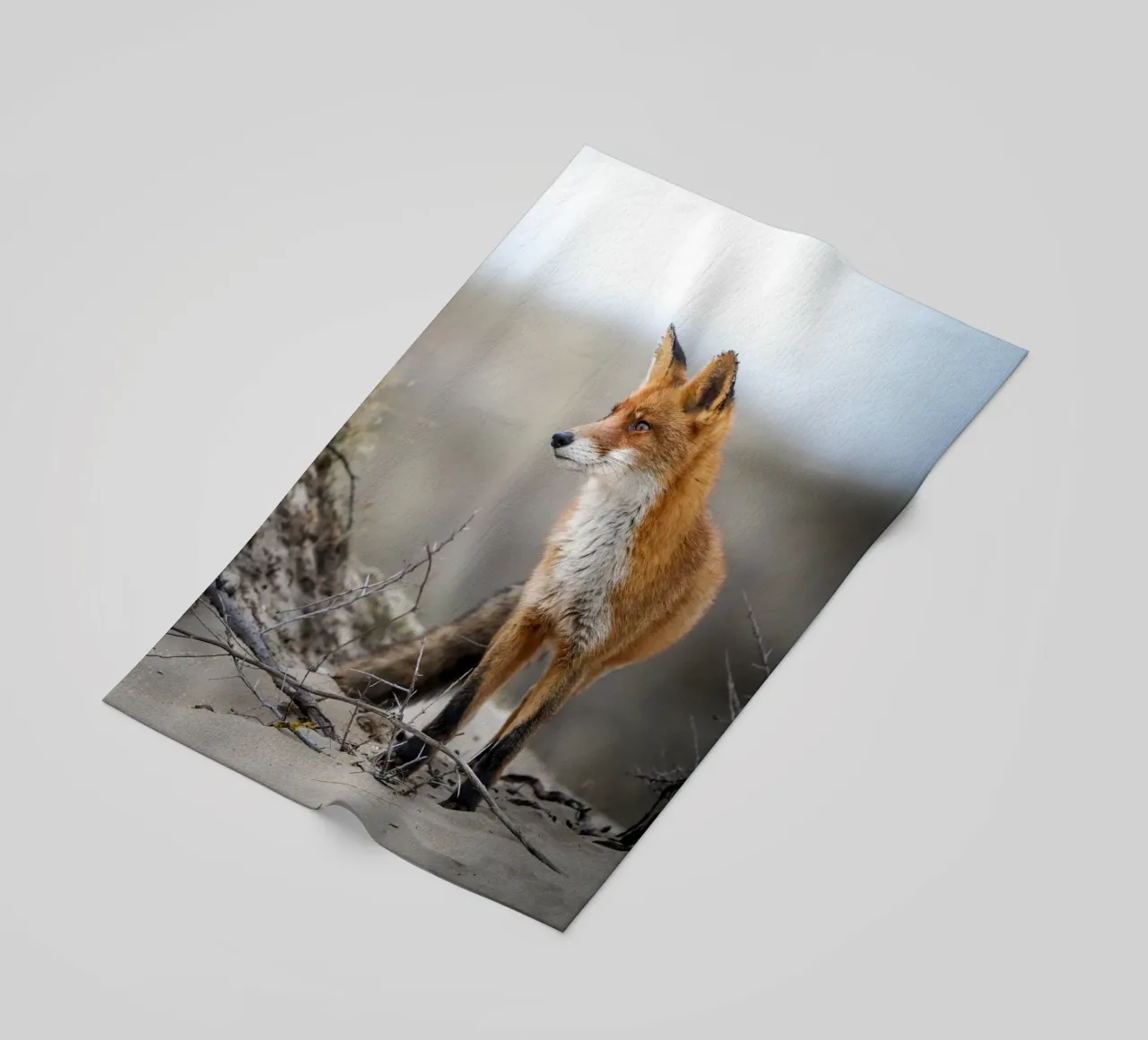 Volpe rossa telo mare da Tom's Wildlife