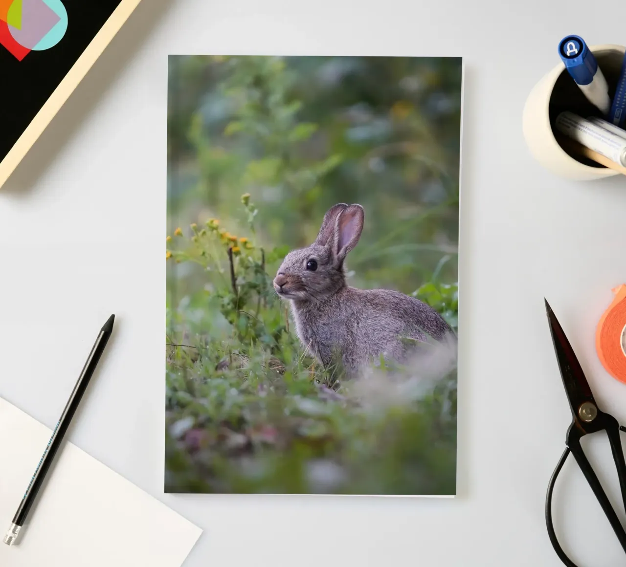 Rabbit in the Amsterdamse Bos notebook by Tom's Wildlife