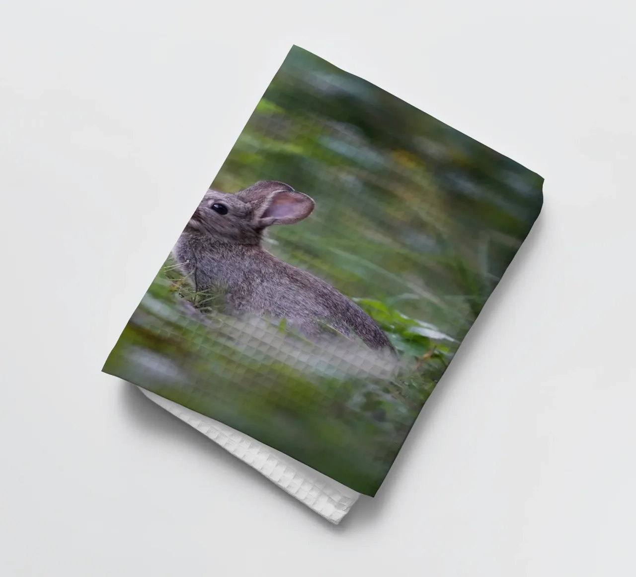 Lapin dans l'Amsterdamse Bos torchon de Tom's Wildlife