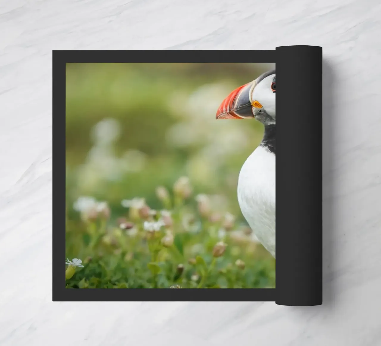 Puffin zerbino da Tom's Wildlife