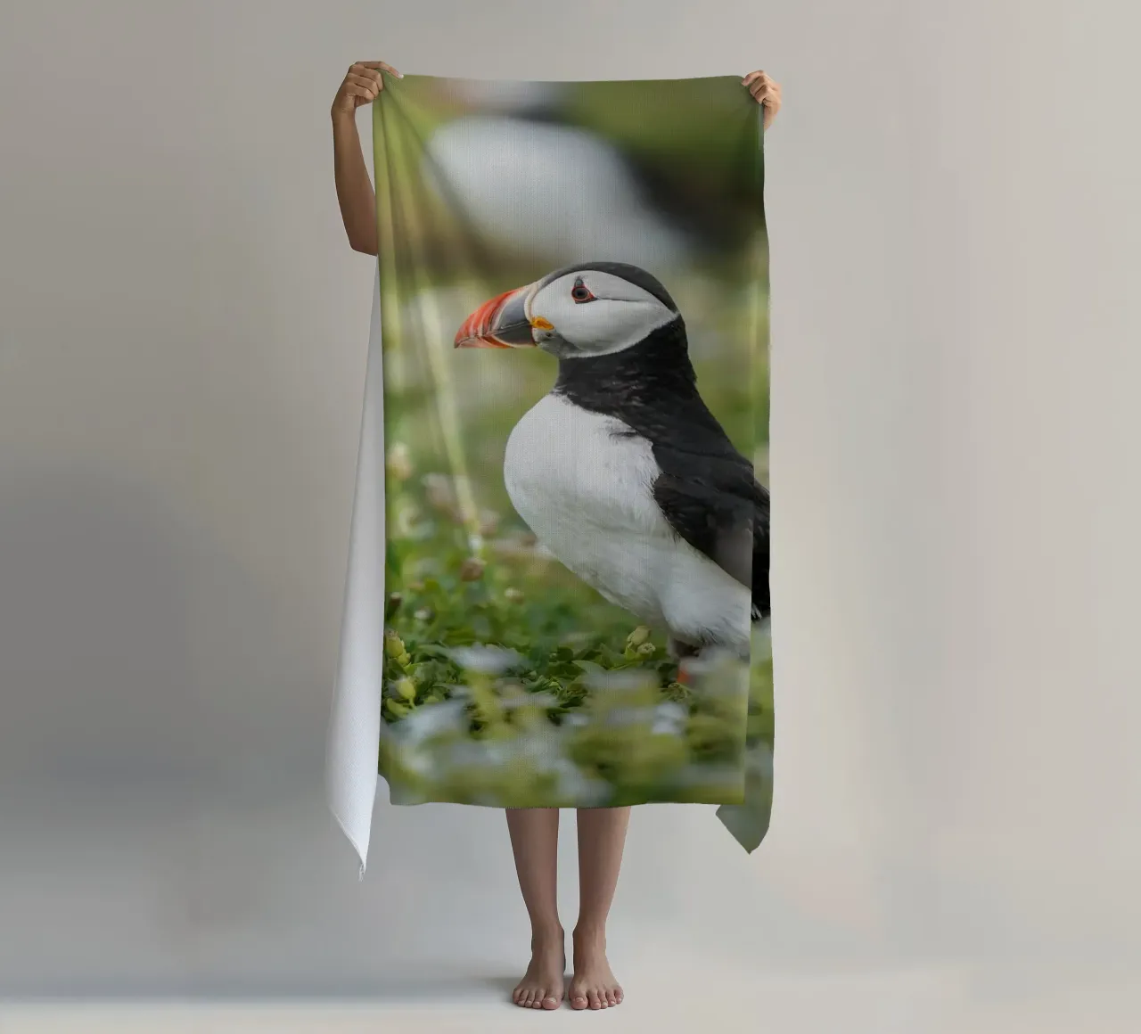 Puffin telo mare da Tom's Wildlife