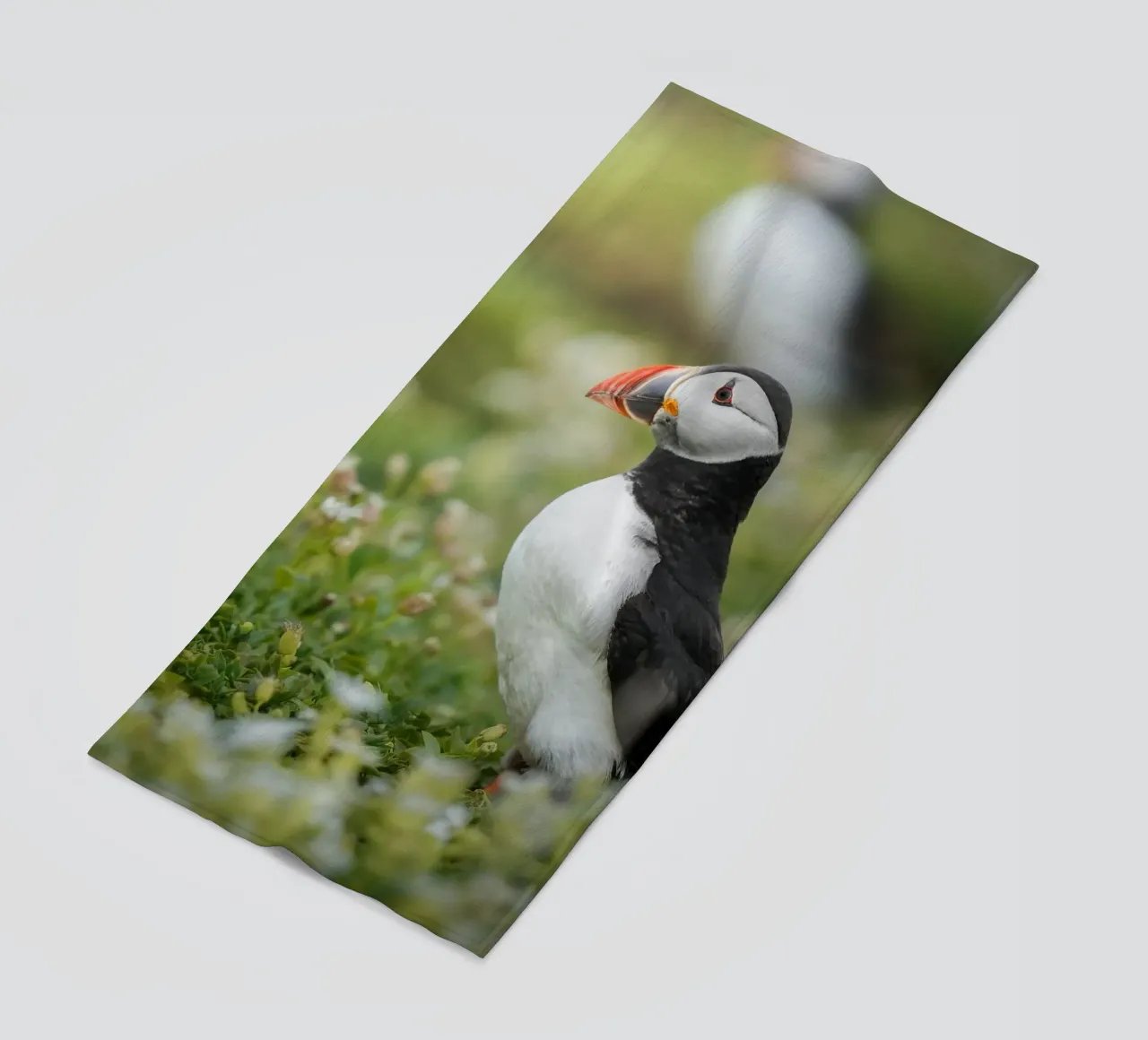 Puffin telo mare da Tom's Wildlife