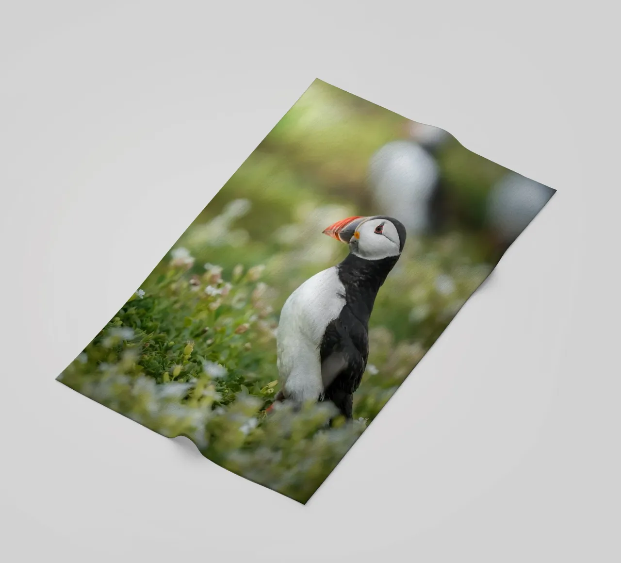 Puffin telo mare da Tom's Wildlife