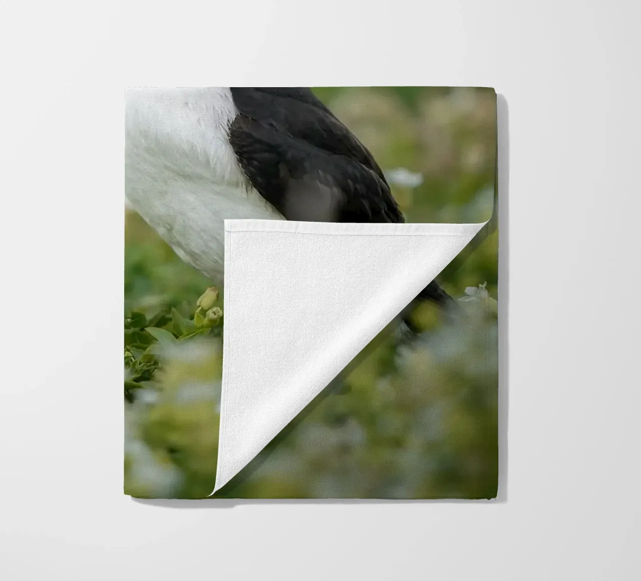 Puffin telo mare da Tom's Wildlife