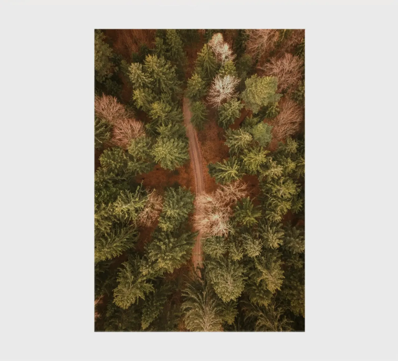 vue aérienne forêt carnet de notes de Earthly Visions