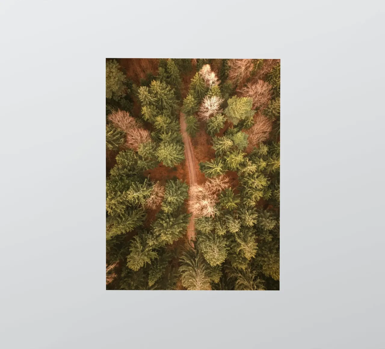 vue aérienne forêt autocollant de Earthly Visions