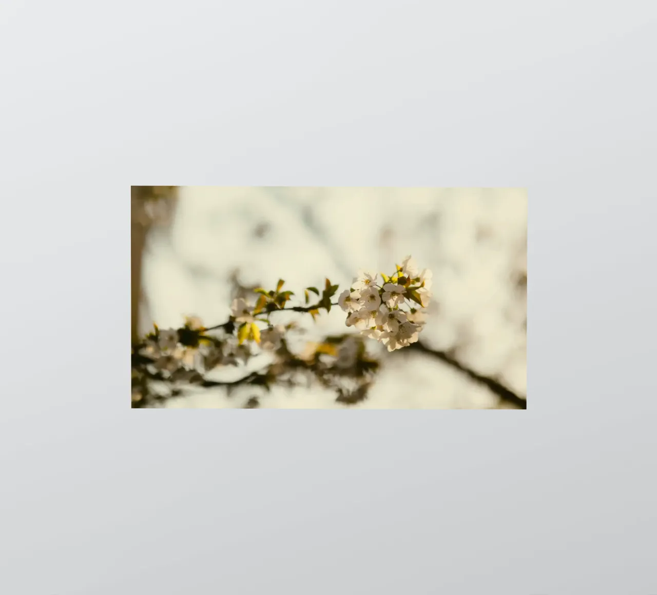fiori sbocciati adesivo da Earthly Visions
