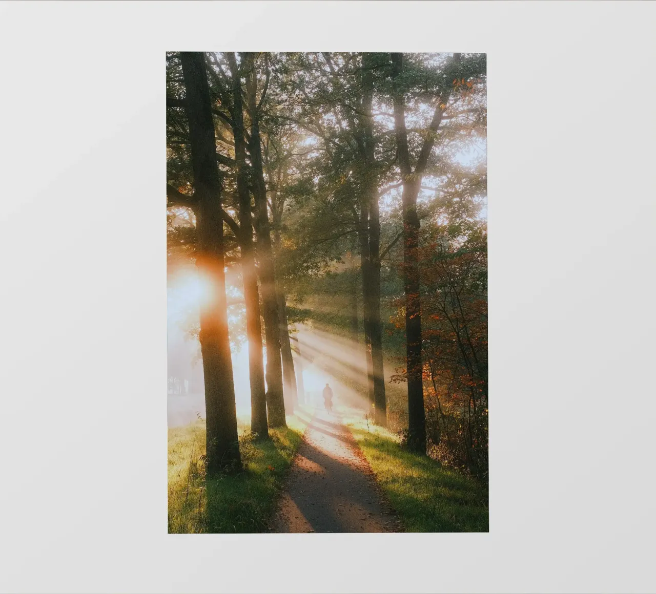 trees sunlight photo wallpaper by Earthly Visions