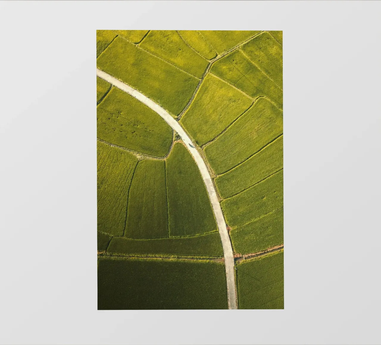vista aerea risaia telo in pvc da Earthly Visions