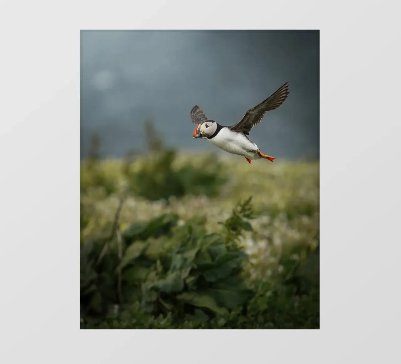 Pulcinella di mare in volo pellicola backlit da Tom's Wildlife