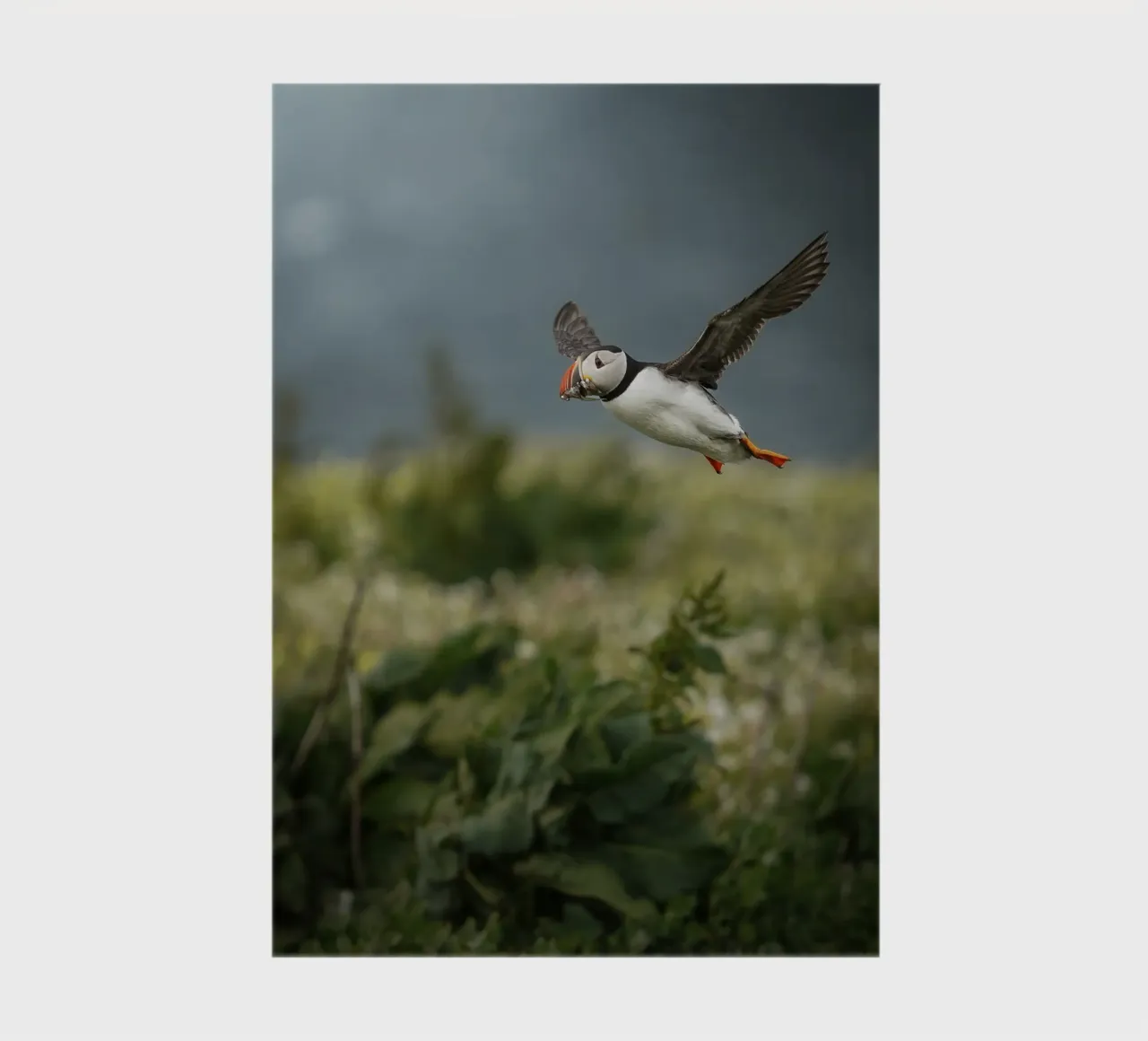 Puffin in flight notebook by Tom's Wildlife