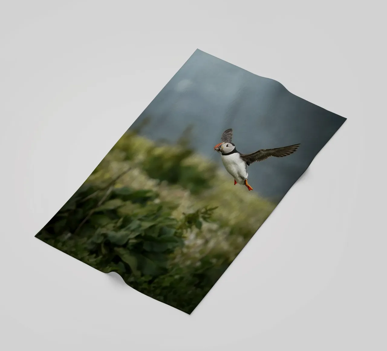 Pulcinella di mare in volo telo mare da Tom's Wildlife