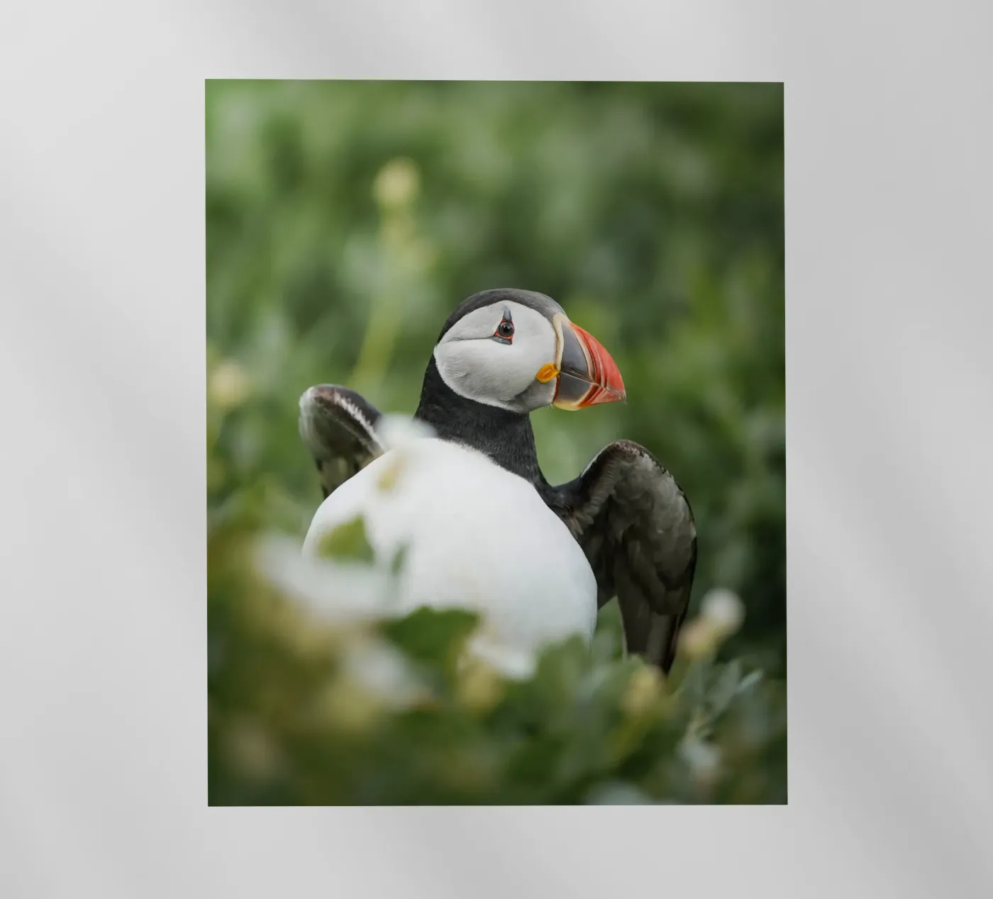 Puffin pellicola backlit da Tom's Wildlife