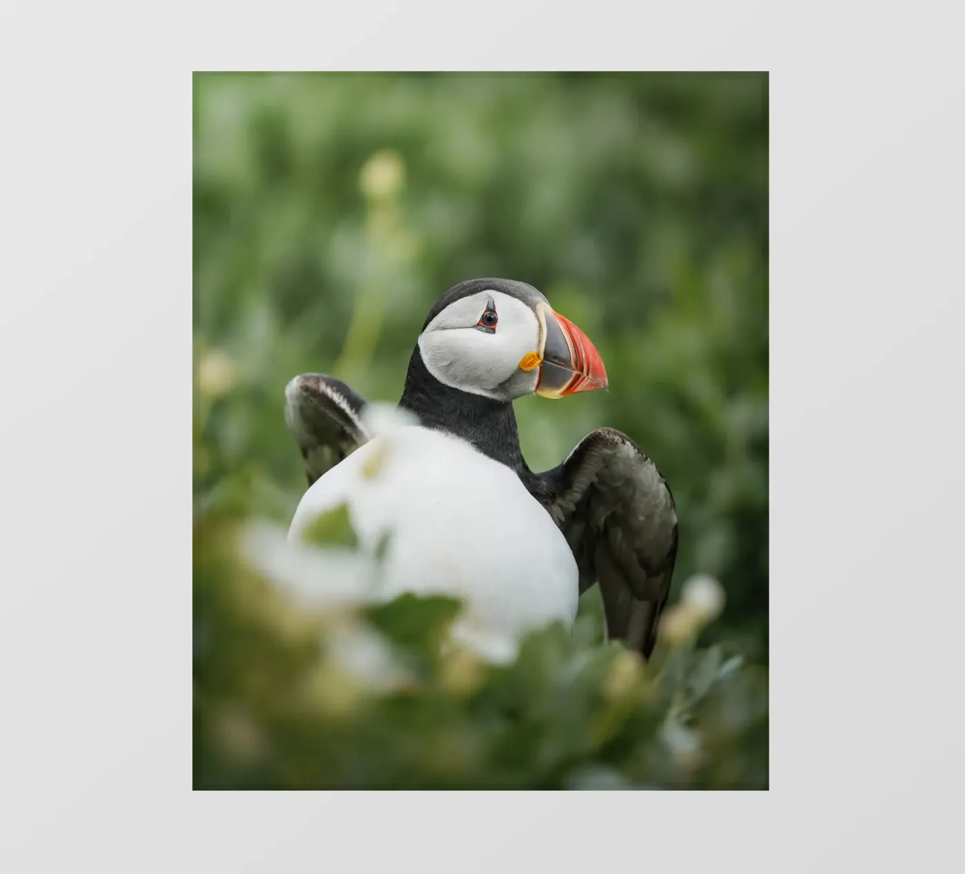 Puffin pellicola backlit da Tom's Wildlife