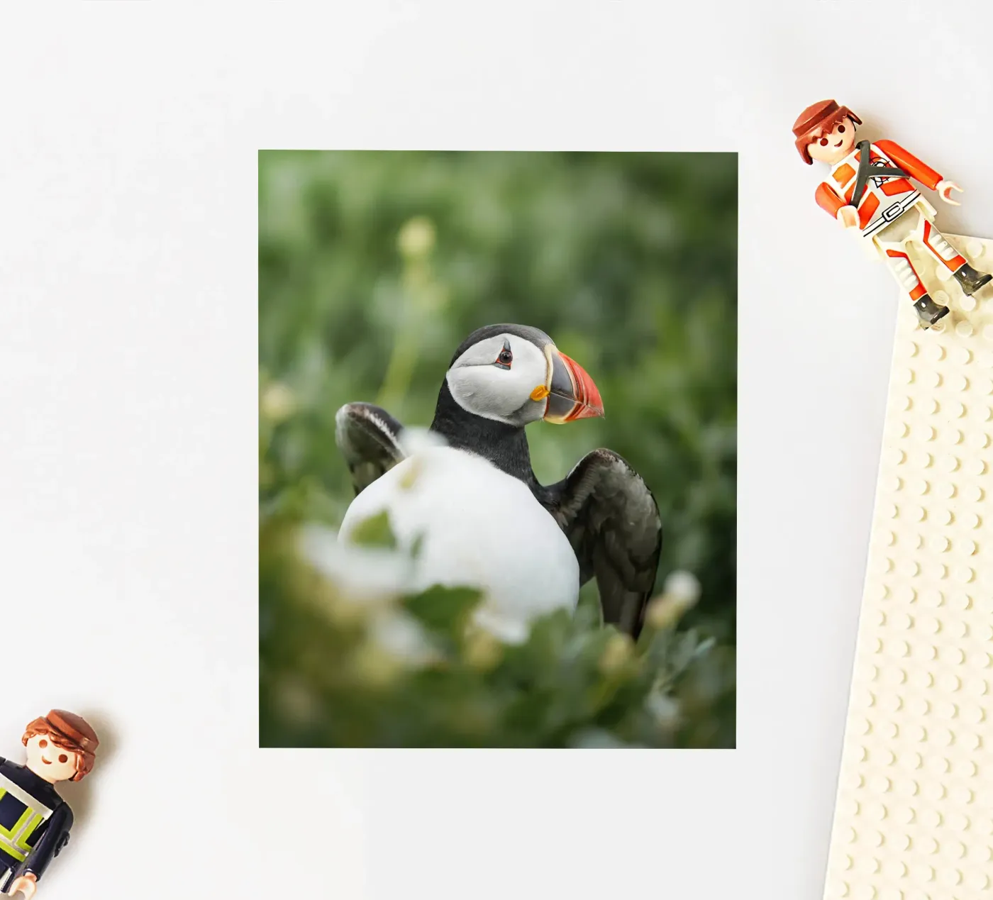 Puffin sticker by Tom's Wildlife