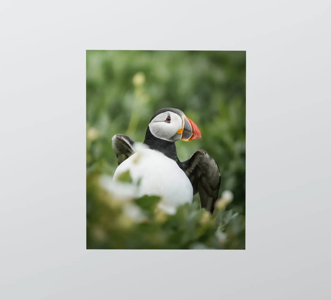Puffin sticker by Tom's Wildlife