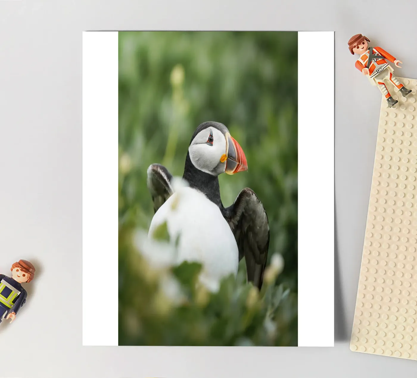 Puffin sticker sheet by Tom's Wildlife