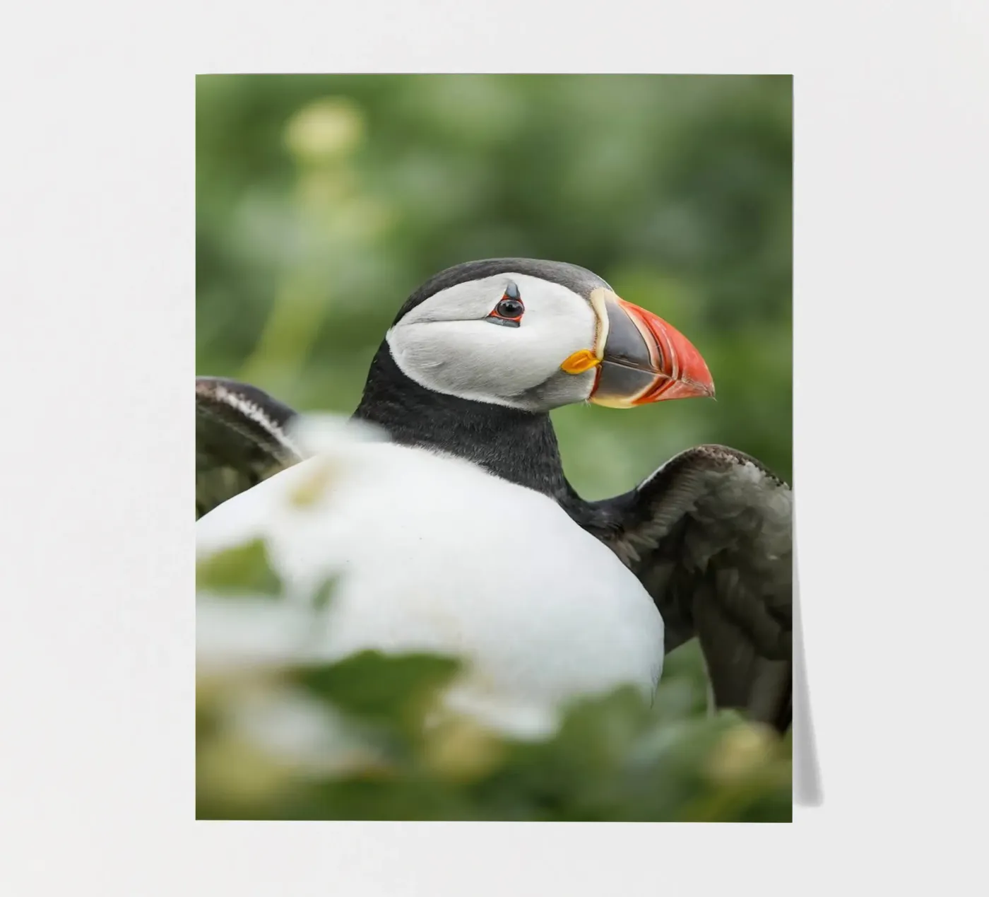 Puffin sticker sheet by Tom's Wildlife