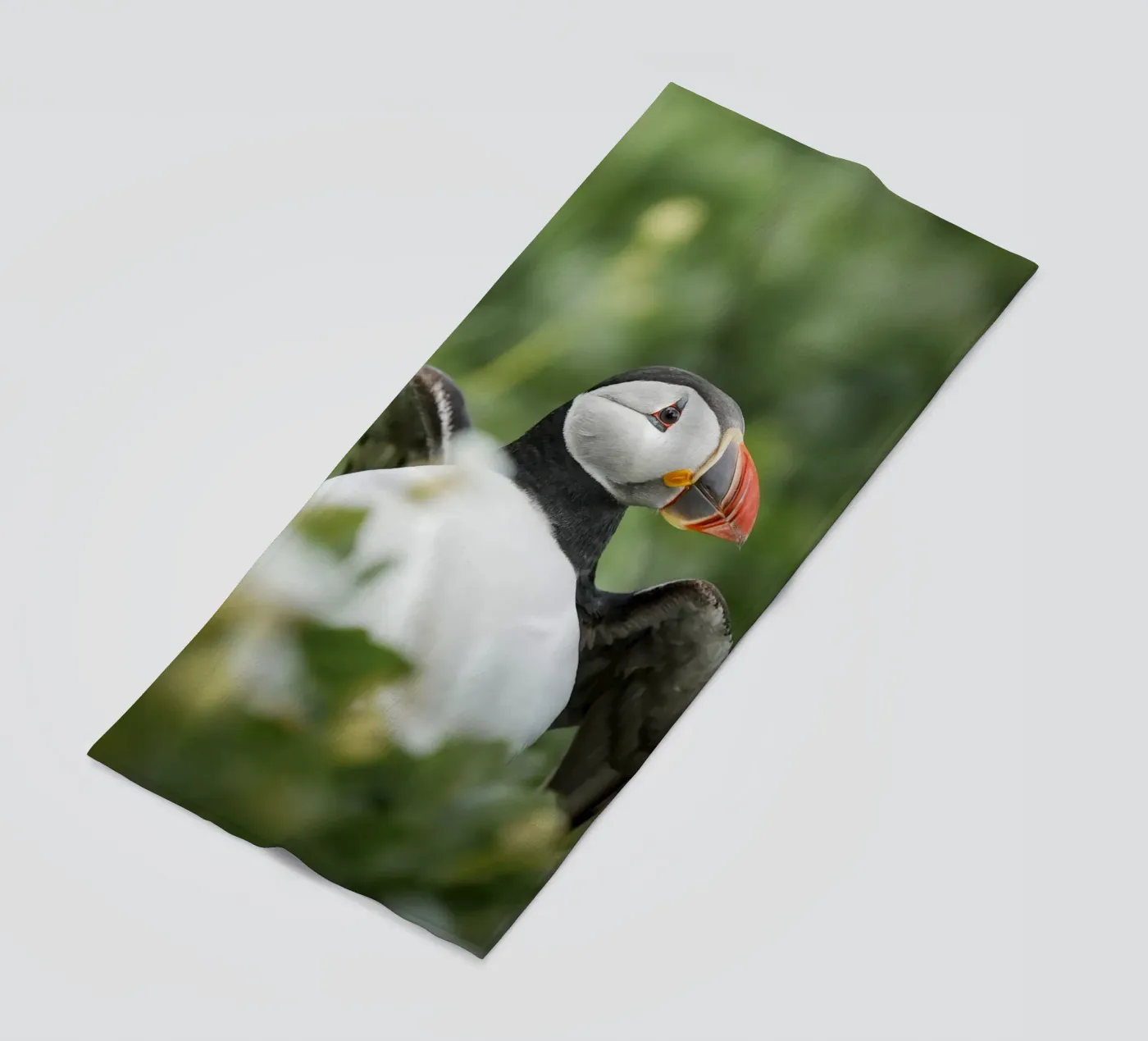 Puffin telo mare da Tom's Wildlife