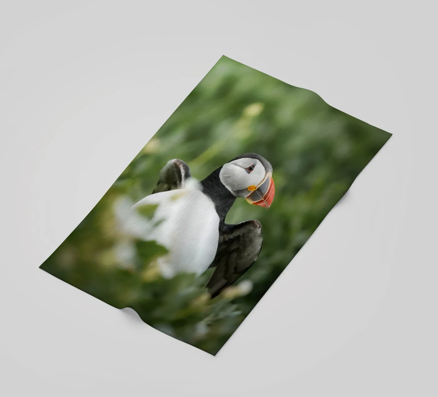 Puffin telo mare da Tom's Wildlife