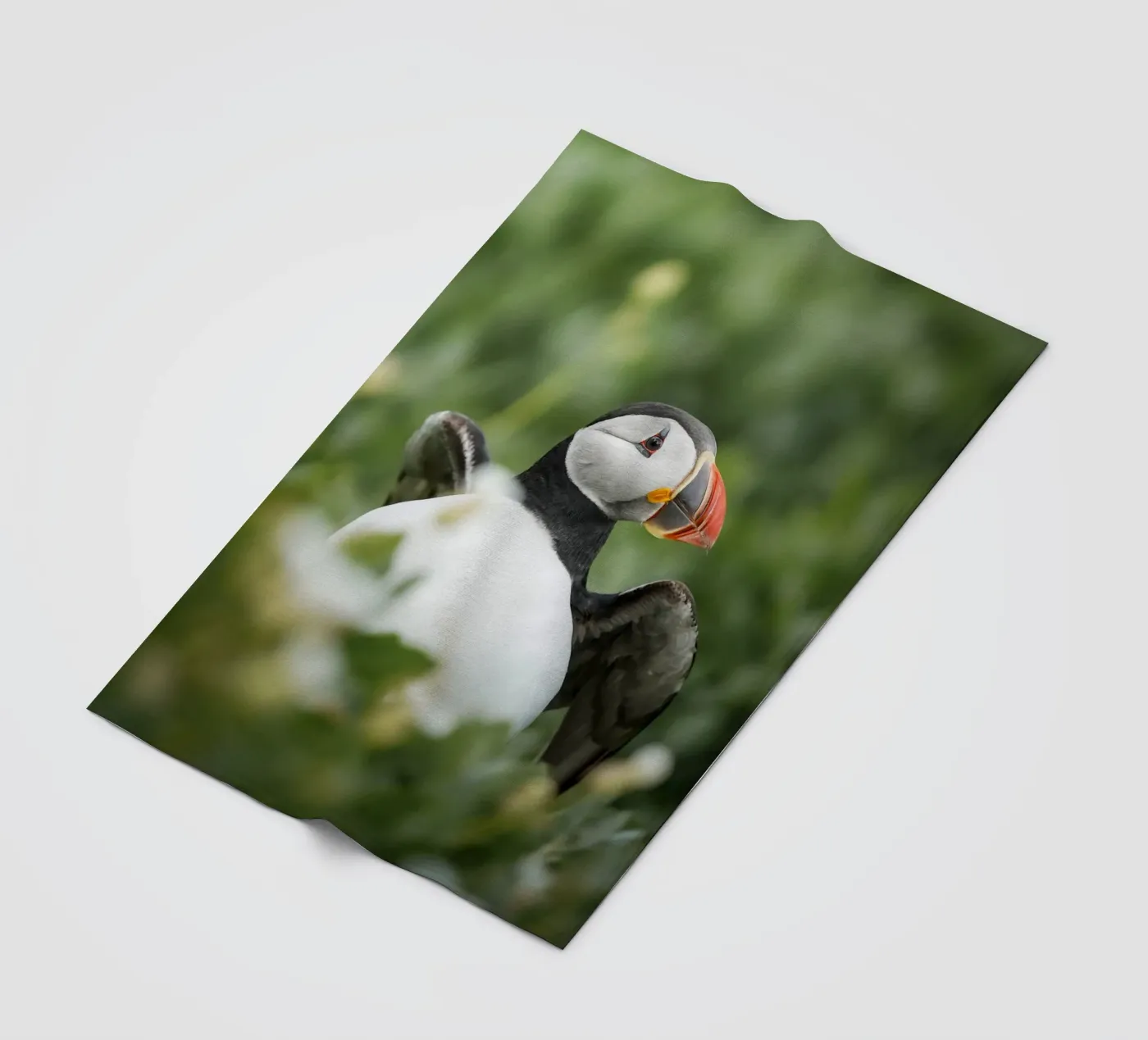 Papageientaucher Fleecedecke von Tom's Wildlife