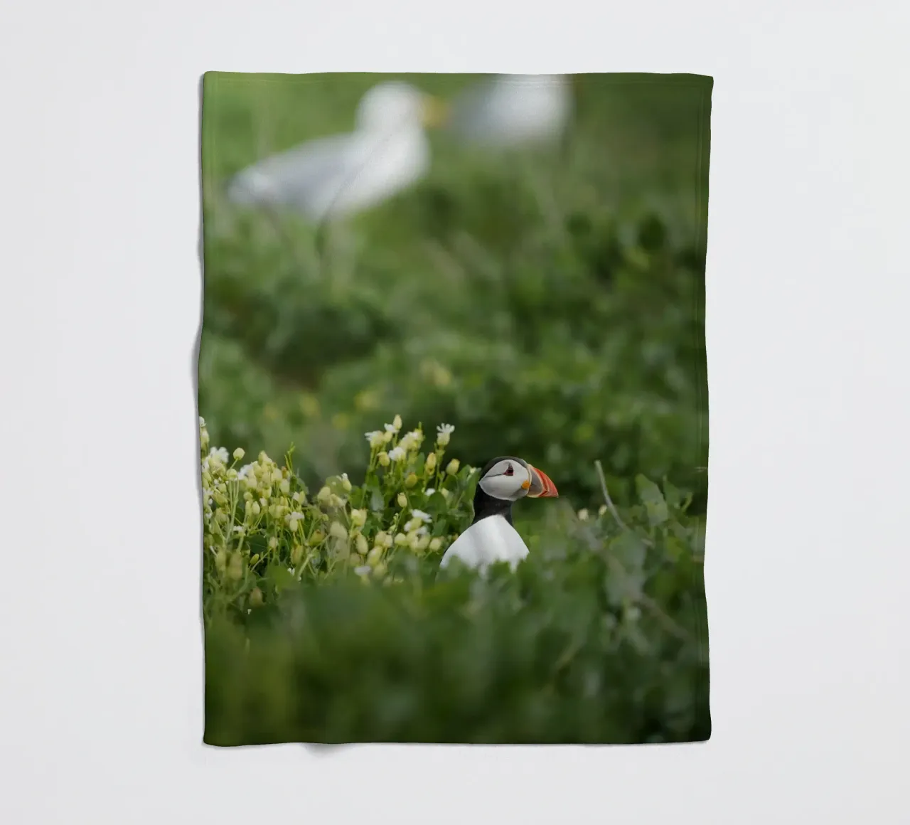 Pulcinella di mare nei campi di fiori coperta in pile da Tom's Wildlife