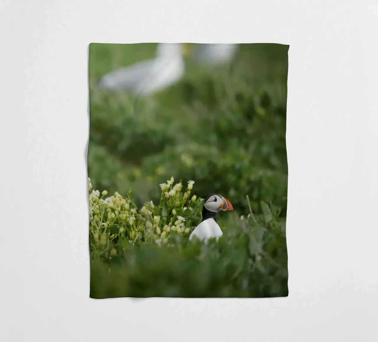 Pulcinella di mare nei campi di fiori coperta in pile da Tom's Wildlife