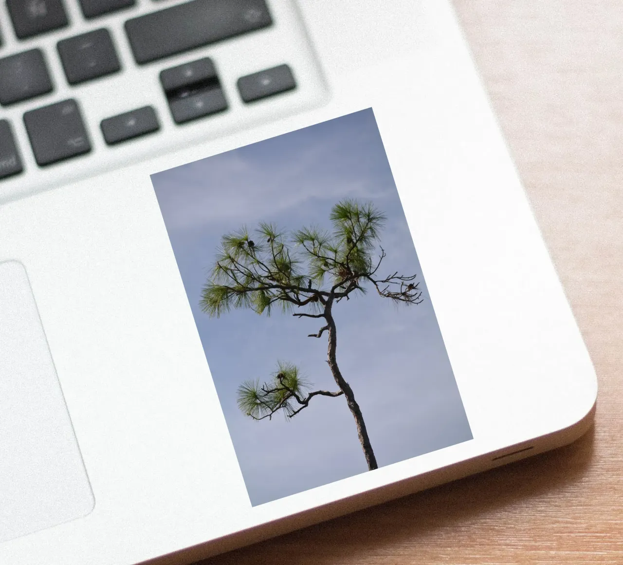 Longleaf Pine Against Blue Sky in the Everglades sticker by byrieneke