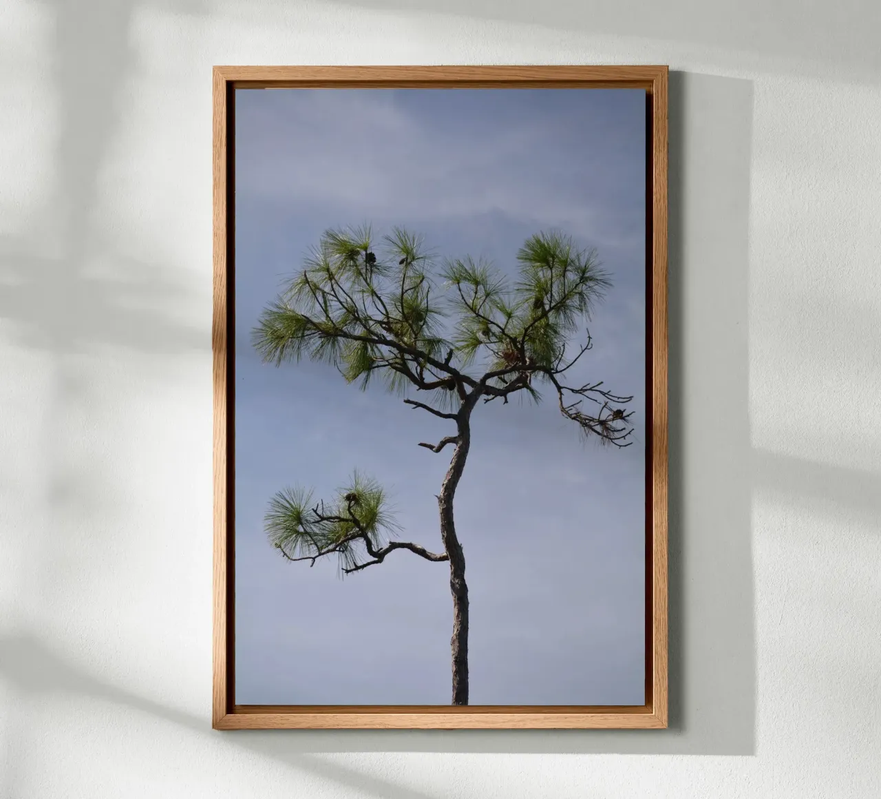 Longleaf Pine Against Blue Sky in the Everglades canvas with Floater frame by byrieneke