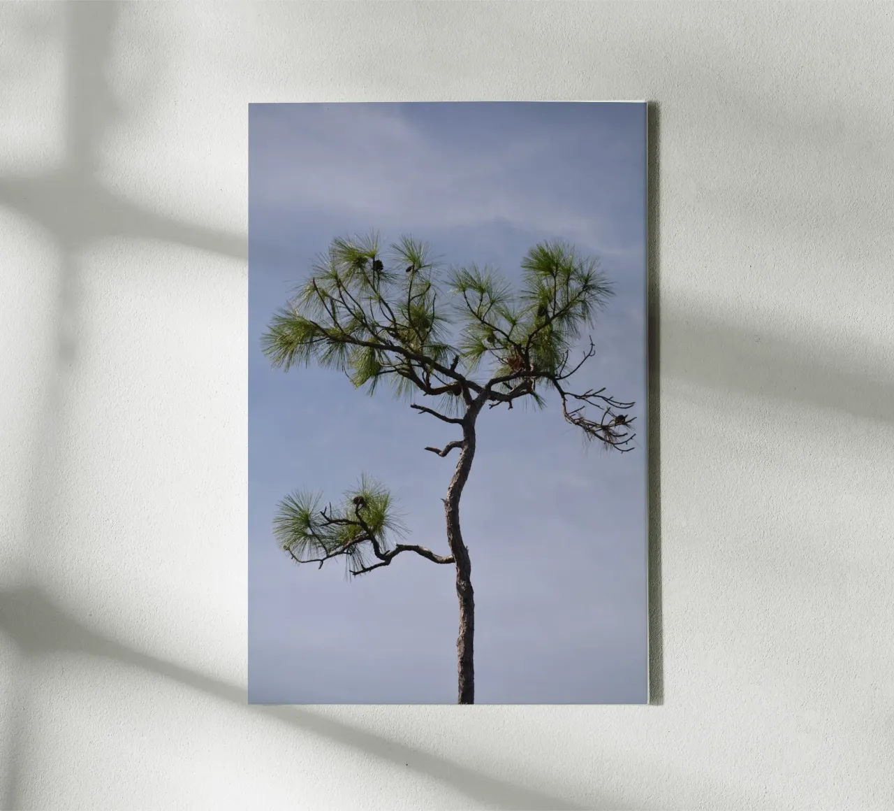 Longleaf Pine Against Blue Sky in the Everglades canvas with Floater frame by byrieneke