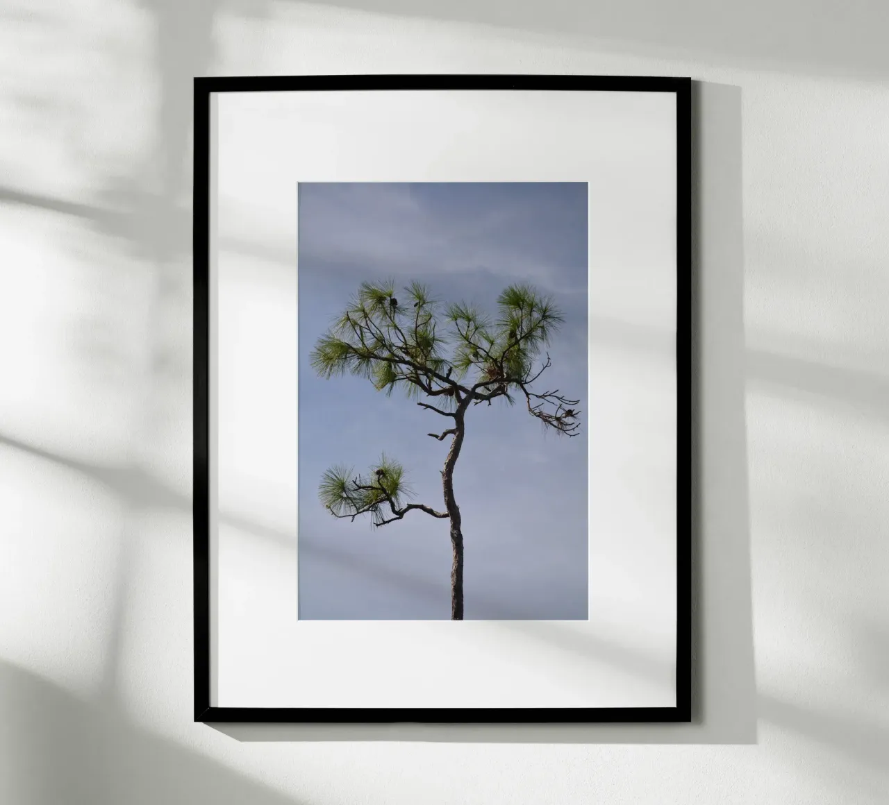 Longleaf Pine Against Blue Sky in the Everglades poster with wooden frame by byrieneke