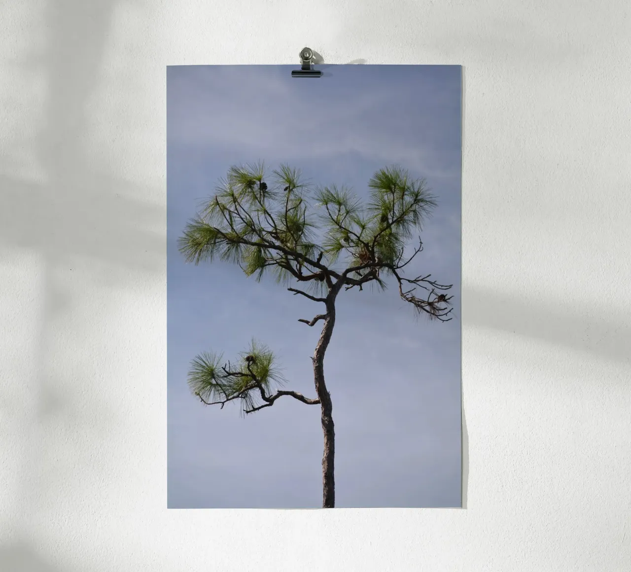 Longleaf Pine Against Blue Sky in the Everglades poster with wooden frame by byrieneke