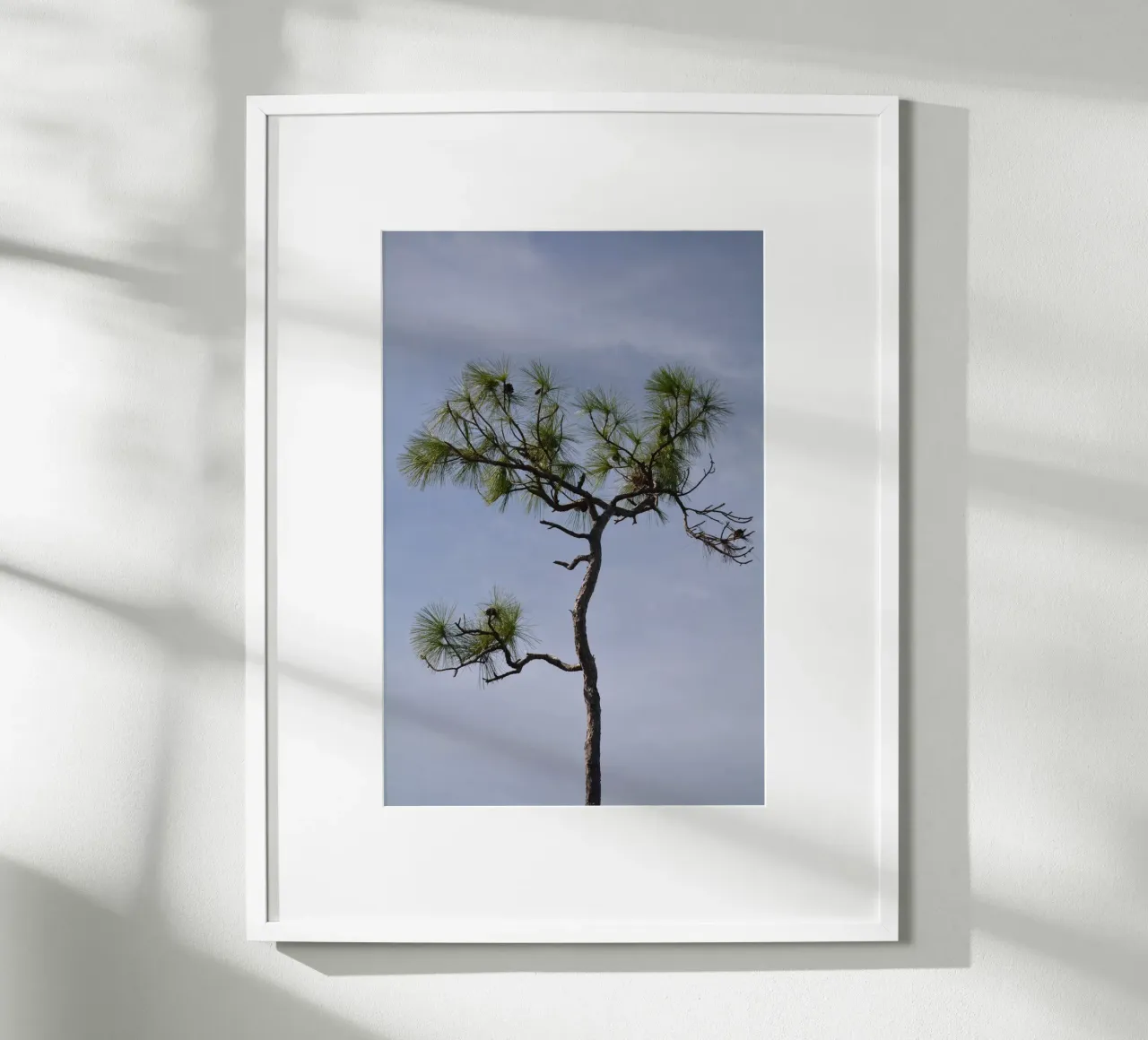 Longleaf Pine Against Blue Sky in the Everglades poster with wooden frame by byrieneke
