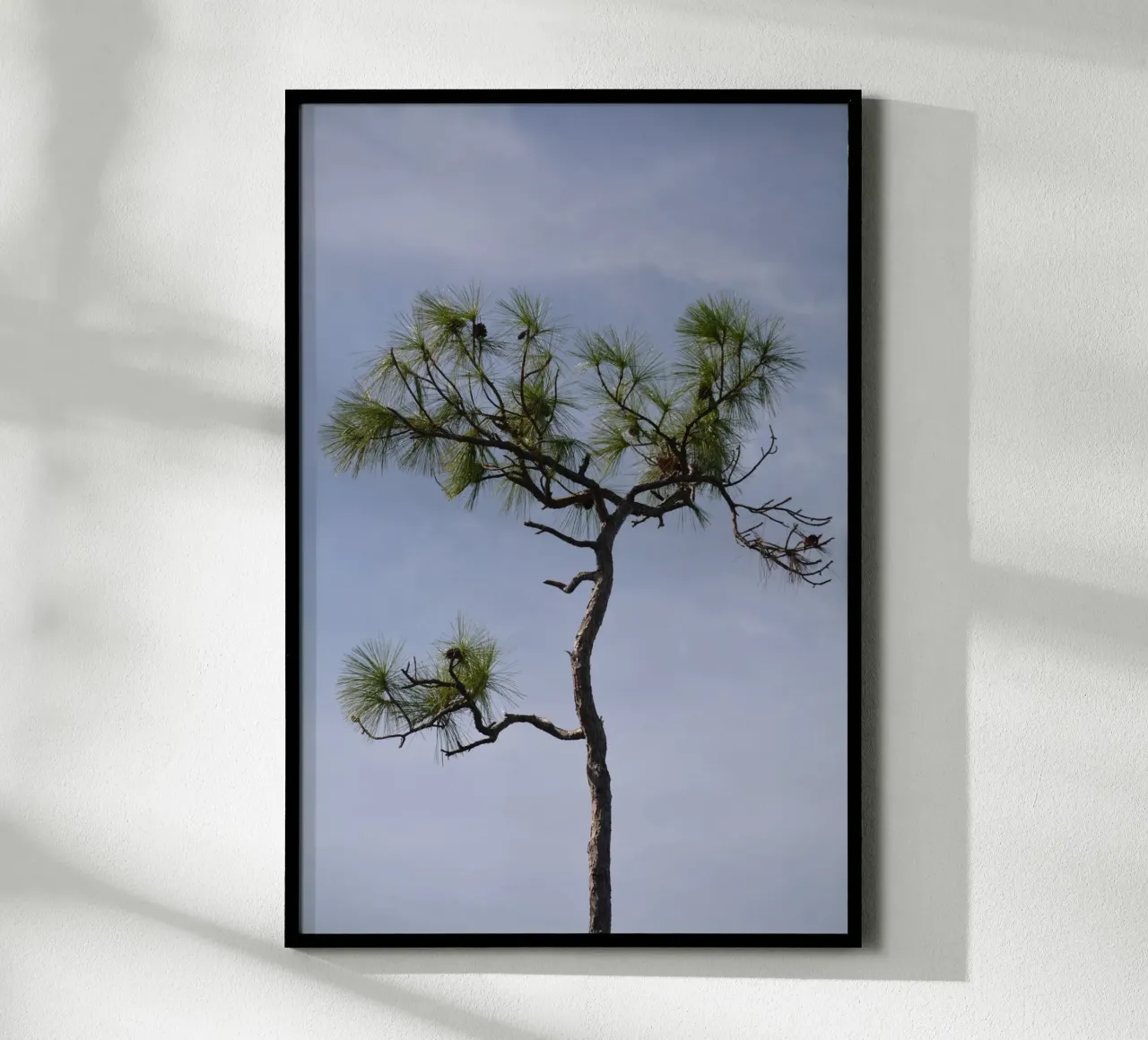 Longleaf Pine Against Blue Sky in the Everglades poster with wooden frame by byrieneke