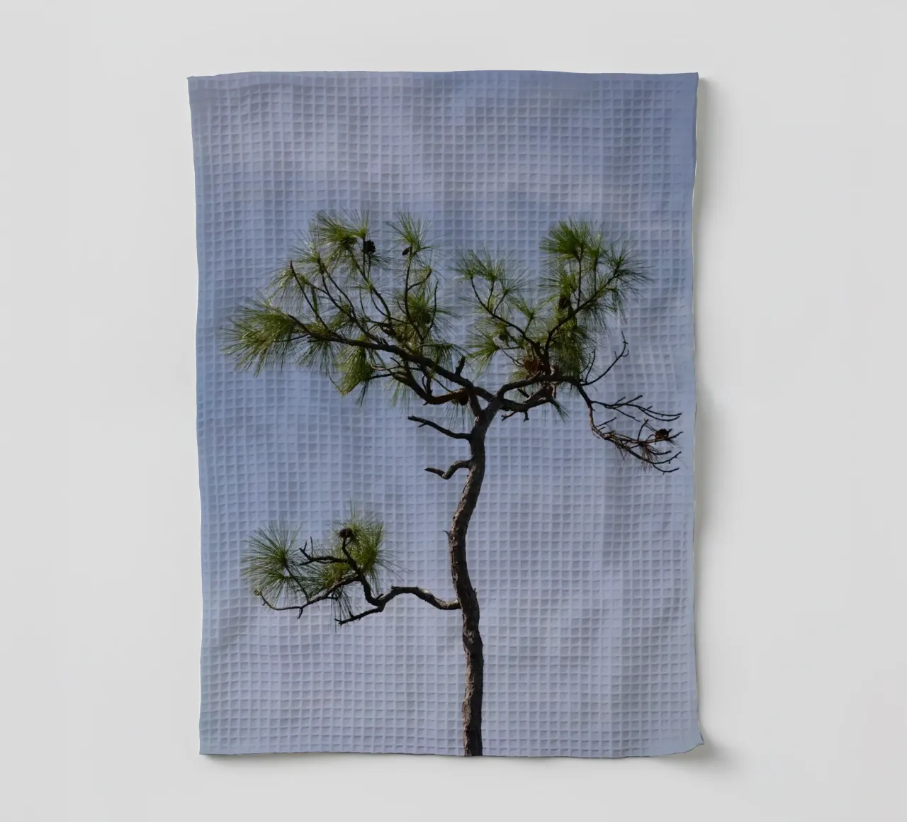 Pino Longleaf contro il cielo blu delle Everglades canovaccio da cucina da byrieneke