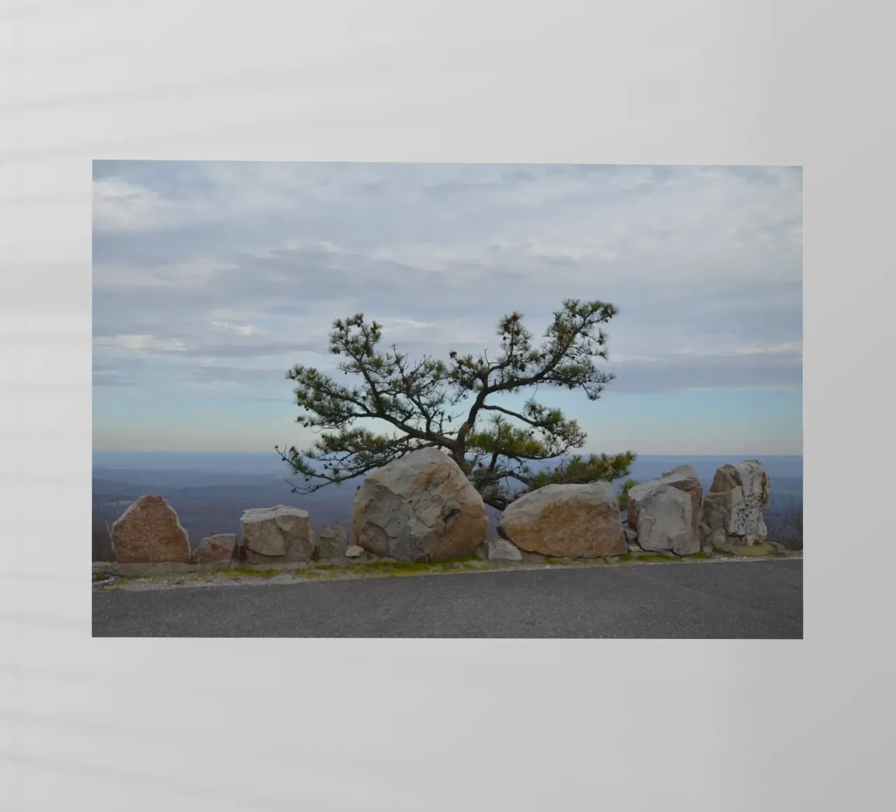 Albero Solitario ad High Point nel New Jersey pellicola backlit da byrieneke