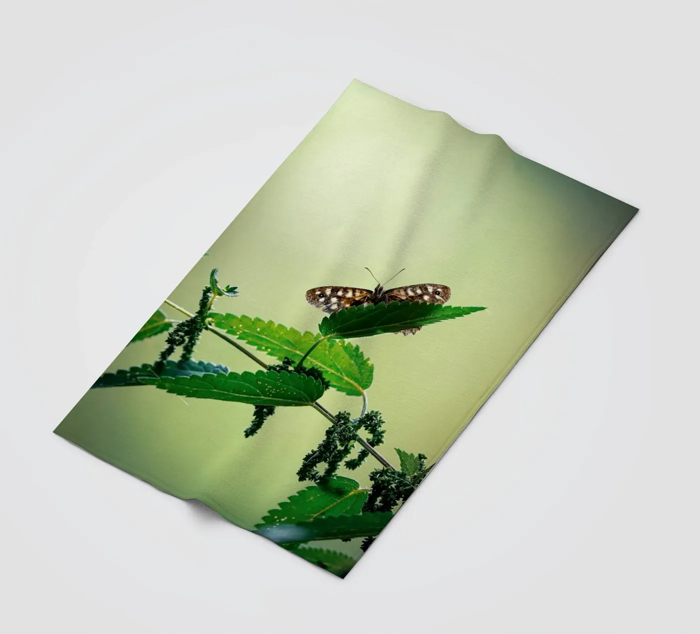 Butterfly coperta in pile da Tom's Wildlife