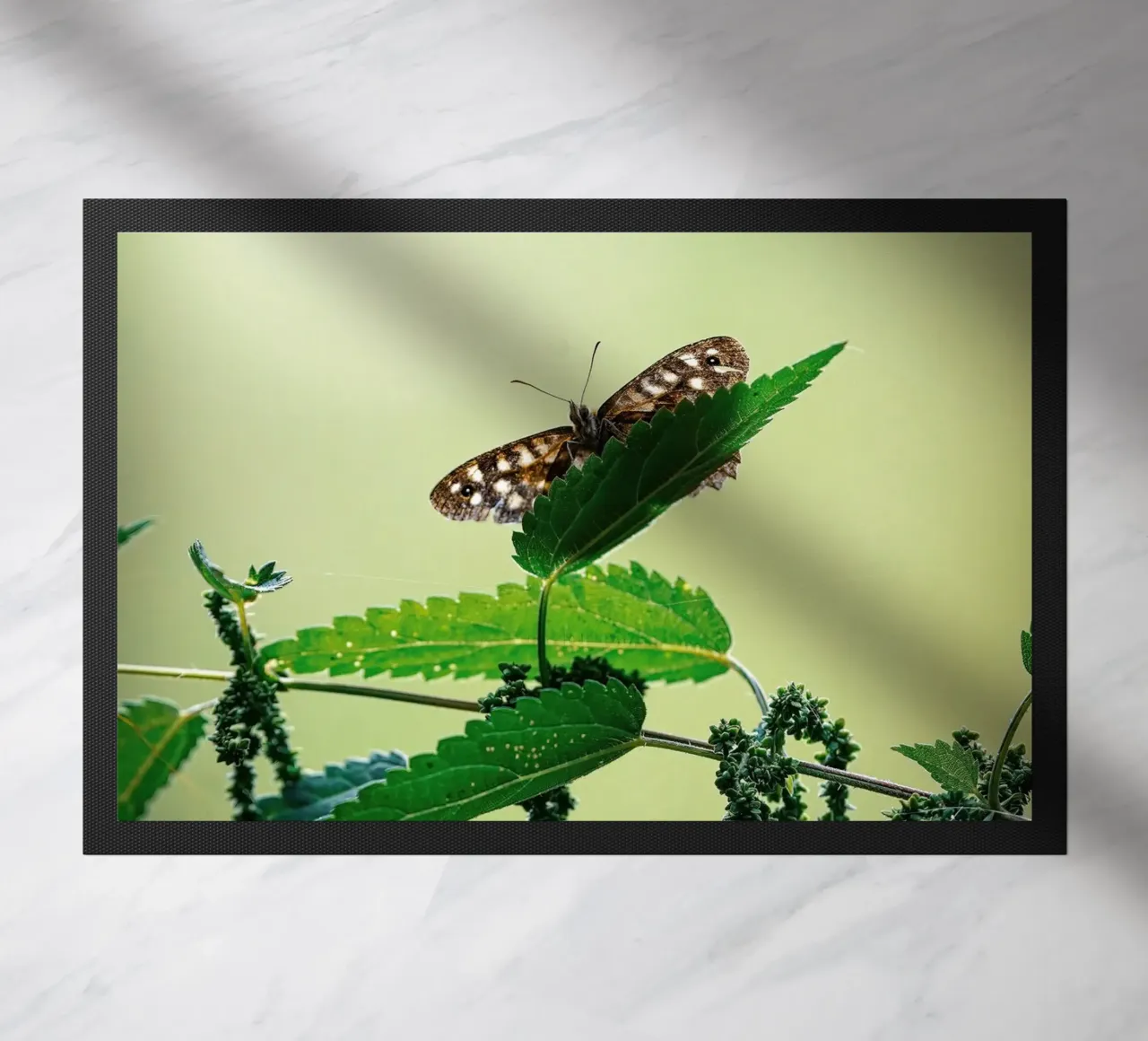 Farfalla zerbino da Tom's Wildlife