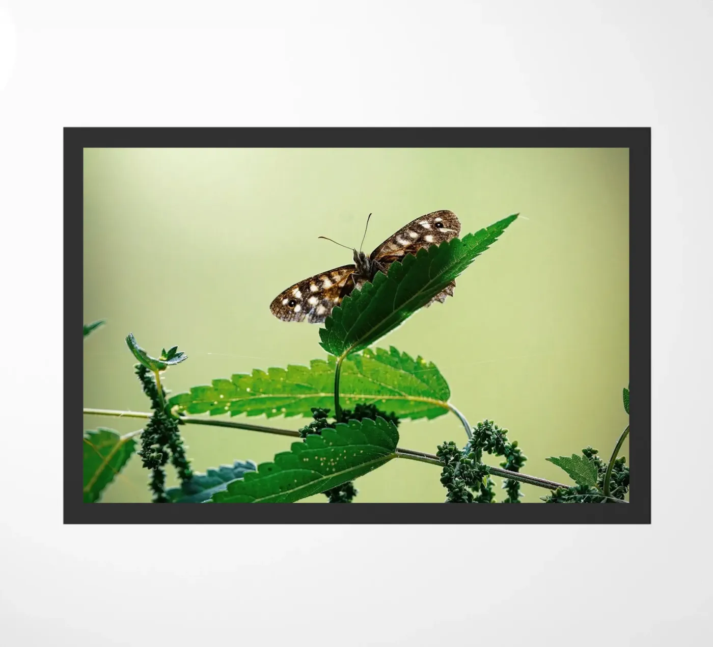 Butterfly Fußmatte von Tom's Wildlife