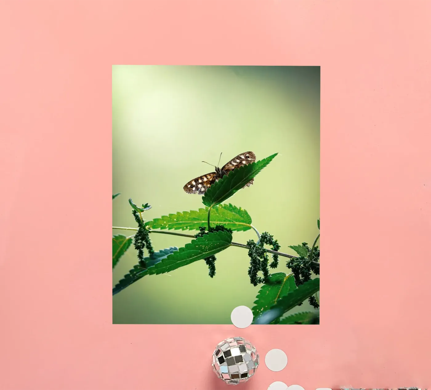 Butterfly adesivo da Tom's Wildlife