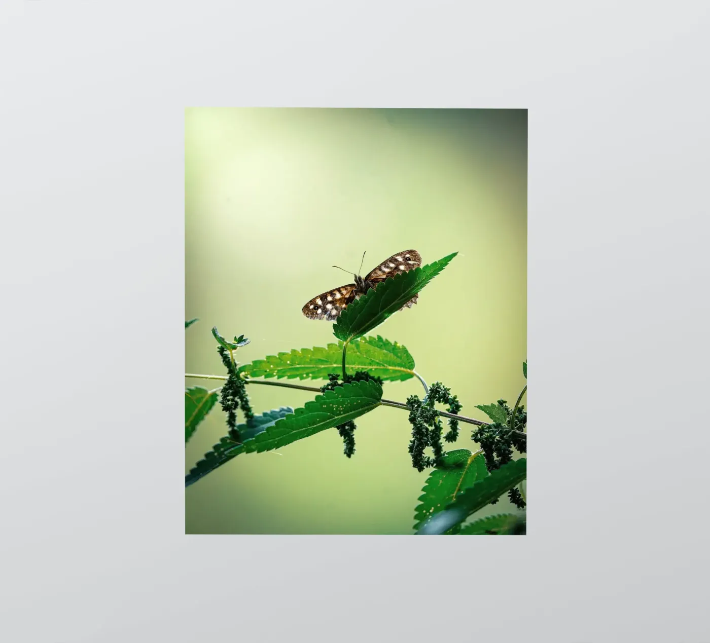 Butterfly adesivo da Tom's Wildlife