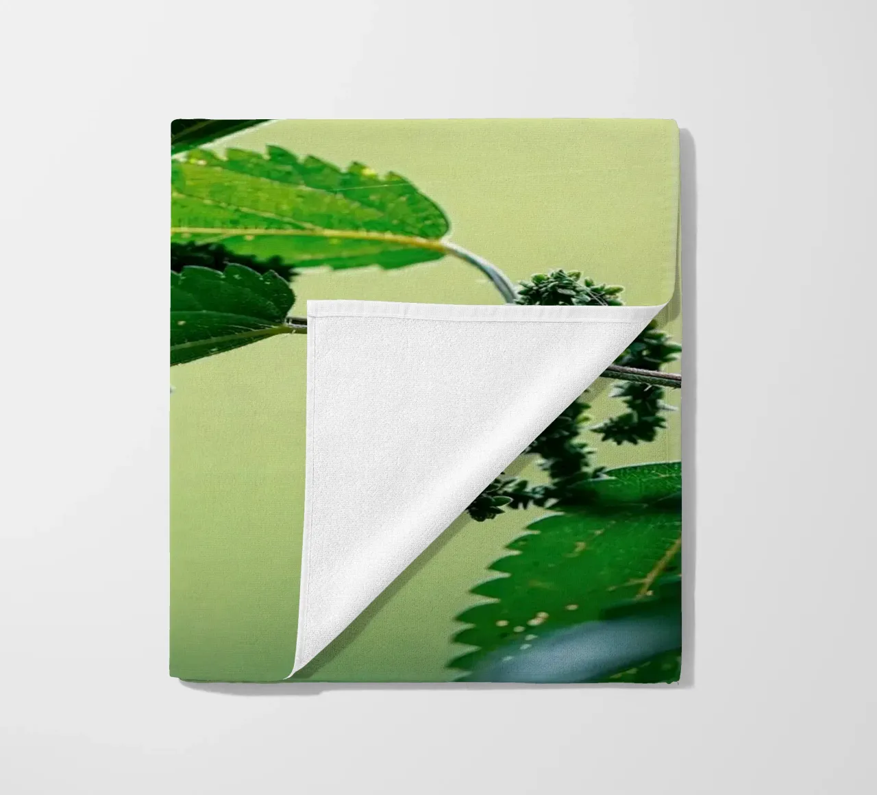 Farfalla telo mare da Tom's Wildlife