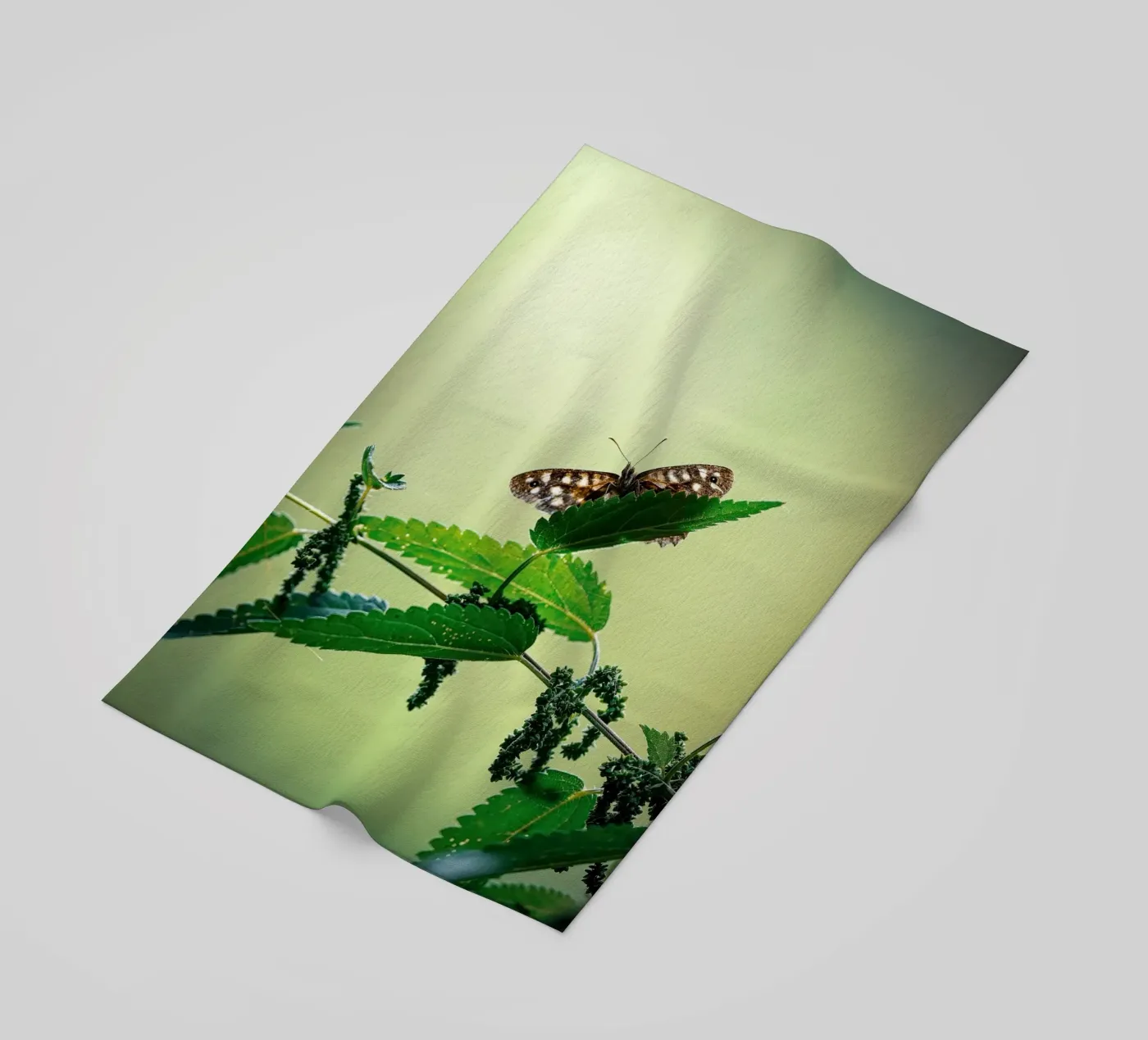 Butterfly Strandtuch von Tom's Wildlife