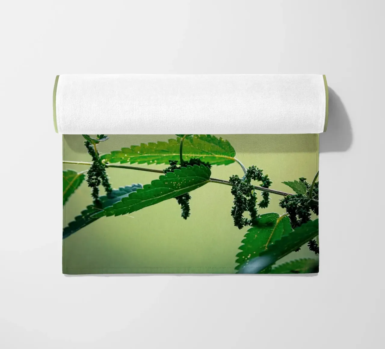 Farfalla telo mare da Tom's Wildlife