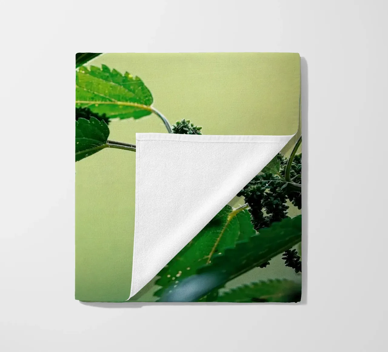 Farfalla telo mare da Tom's Wildlife