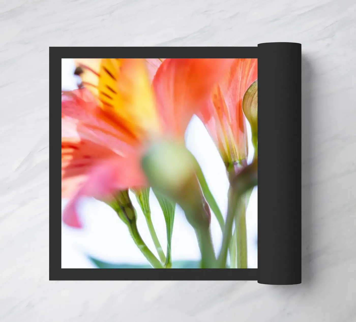 studi sulla flora #9 zerbino da rafael campezato