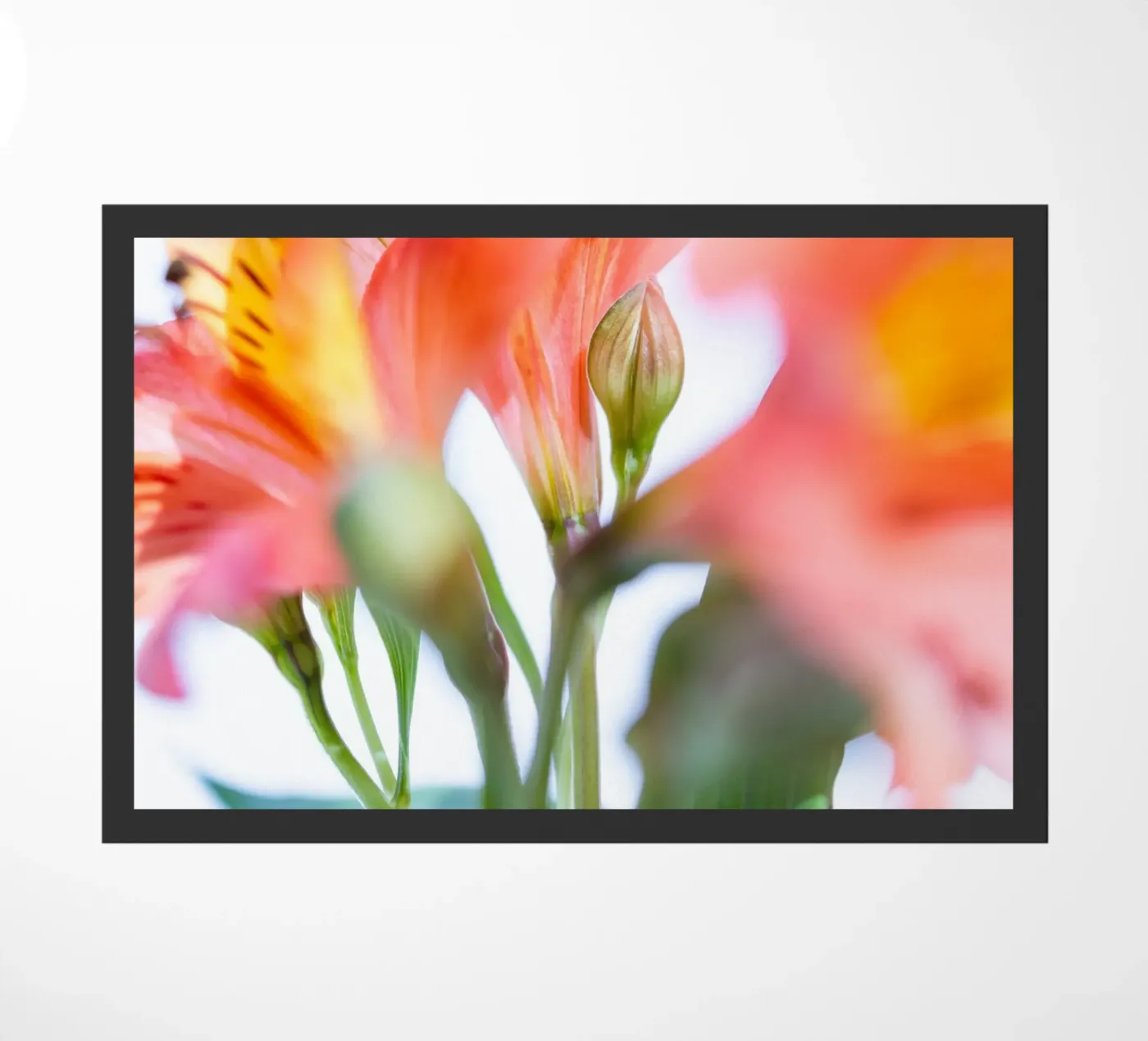 studi sulla flora #9 zerbino da rafael campezato