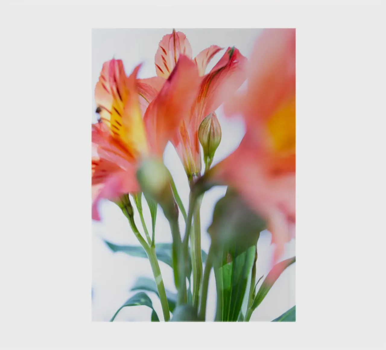 flora studies #9 notebook by rafael campezato