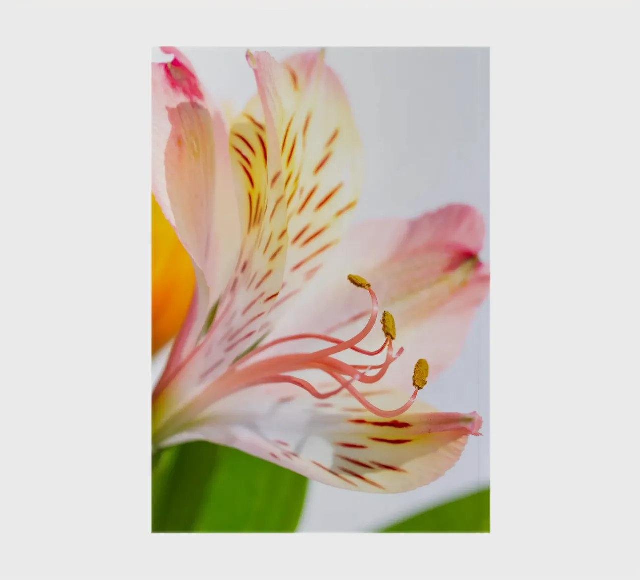 flora studies #11 notebook by rafael campezato
